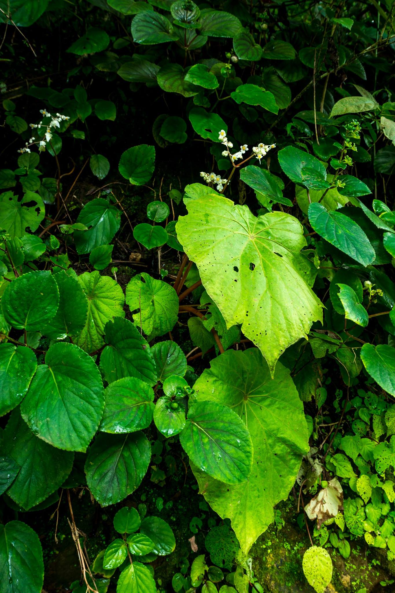 B. urubambensis